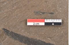Foto (Detailansicht) von Quercus pseudolonchitis Ettingshausen (NHMW-GEO-2024-0188-8056a)